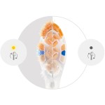 HX9092/87 NÁHR. HL. KARTÁČKU 2KS PHILIPS