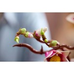 11510 Větvičky magnólie LEGO