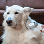 PETCARE STATION PRO TQ500 TESLA