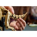 77985 Dinosauří fosilie Triceratops LEGO