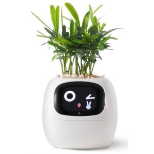 Ivy bílý PLANTSIO