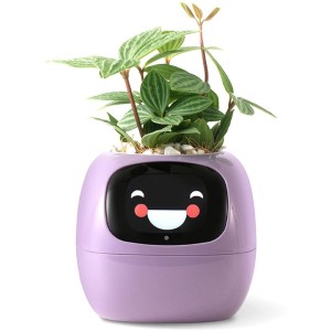 Ivy fialový PLANTSIO