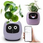 Ivy fialový PLANTSIO