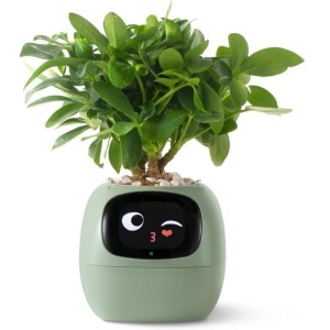 Ivy zelený PLANTSIO